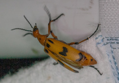 Pyrota fasciata