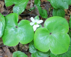 Hepatica maxima