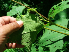 Smallanthus maculatus