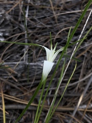 Rhynchospora colorata image