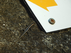Cryptoblepharus virgatus