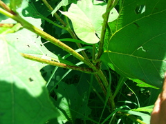 Smallanthus maculatus