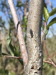 Graphocephala confluens