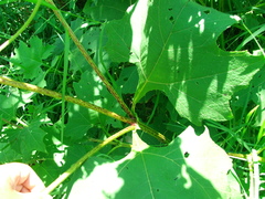 Smallanthus maculatus