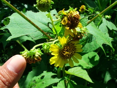 Smallanthus maculatus