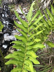 Acrostichum danaeifolium