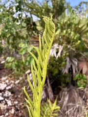 Acrostichum danaeifolium