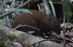 Hypsiprymnodon moschatus