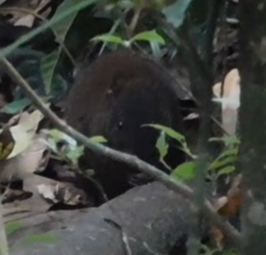 Hypsiprymnodon moschatus