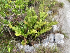 Acrostichum danaeifolium