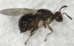 Herodotia subatriventris