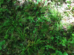 Carex debilis debilis