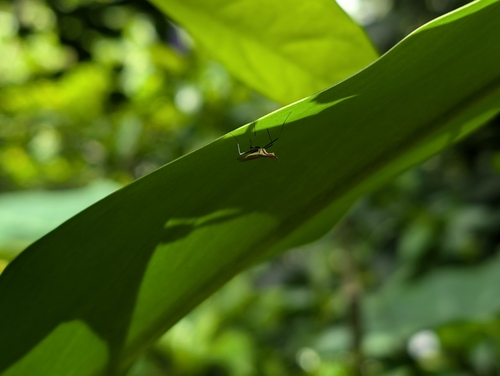 Banana stalk fly photo 6