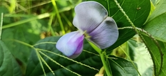 Vigna unguiculata sesquipedalis