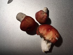 Russula pulchra