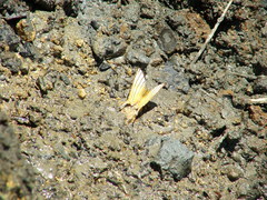 Marpesia harmonia