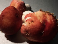 Russula pulchra