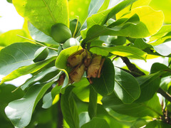 Myotis formosus flavus