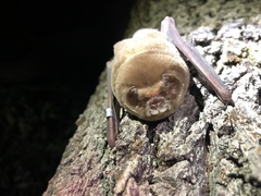 Mormoops megalophylla