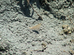 Marpesia harmonia