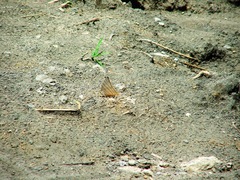 Marpesia harmonia