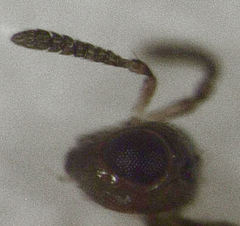 Herodotia subatriventris