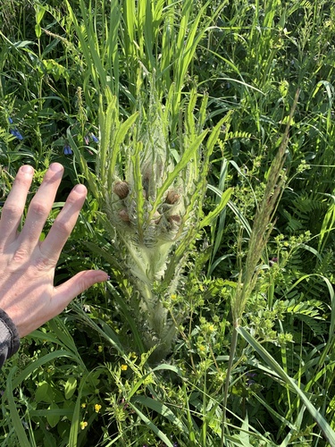 Leafy Thistle (Cirsium foliosum)