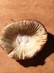 Russula pulchra