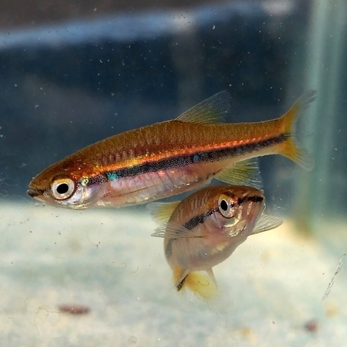 Blue line rasbora (Rasbora einthovenii) — Cyprinidae
