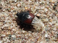 Hypocaccus dimidiatipennis