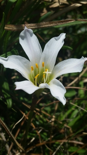 Image of Zephyranthes simpsonii by (c) Jay Horn, some rights reserved (CC BY)