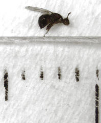 Herodotia subatriventris