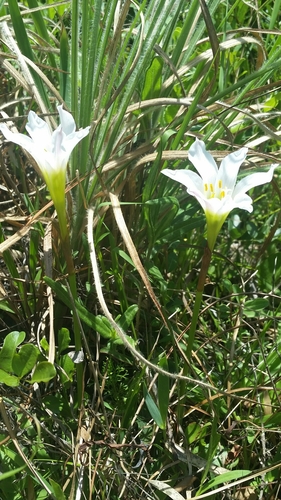 Image of Zephyranthes simpsonii by (c) Jay Horn, some rights reserved (CC BY)