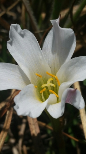 Image of Zephyranthes simpsonii by (c) Jay Horn, some rights reserved (CC BY)