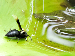 Parachartergus apicaloides