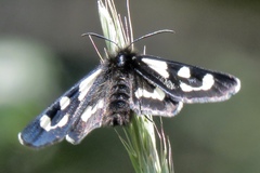 Alypia mariposa