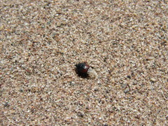 Hypocaccus dimidiatipennis