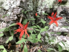 Silene rotundifolia