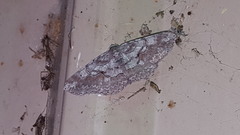 Iridopsis vellivolata