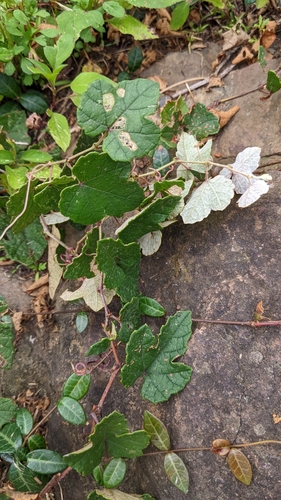 Image of Vitis thunbergii by (c) 許文俊, some rights reserved (CC BY-SA)