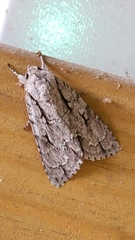 Acronicta lobeliae