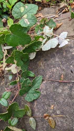 Image of Vitis thunbergii by (c) 許文俊, some rights reserved (CC BY-SA)