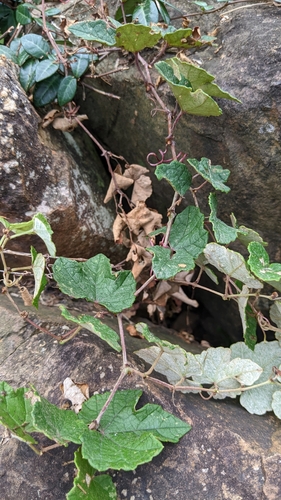 Image of Vitis thunbergii by (c) 許文俊, some rights reserved (CC BY-SA)