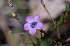 Gilia ochroleuca ssp. bizonata