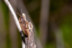 Diplostethus carolinensis