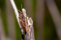 Diplostethus carolinensis