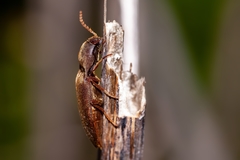 Diplostethus carolinensis