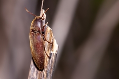 Diplostethus carolinensis