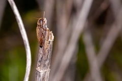 Diplostethus carolinensis