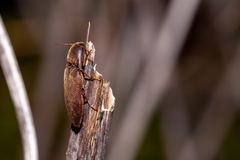 Diplostethus carolinensis